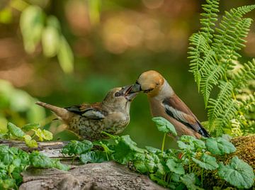 Hawfinch feeding young by Harry Punter