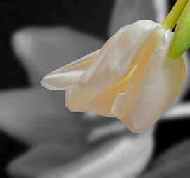 Black and white von Jolanda van der Ploeg