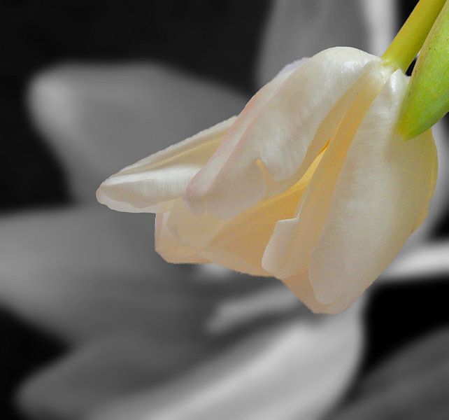 Black and white by Jolanda van der Ploeg