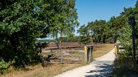 View of the Bussunseheide by Peter Veerman thumbnail
