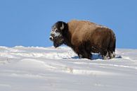 Amerikaanse Bison ( Bison bizon ), sterke stier in de winter bij droomweer in Yellowstone NP, Wyomin van wunderbare Erde thumbnail