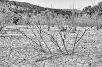 drought