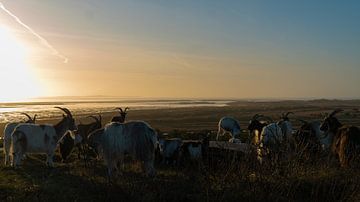 Goats on Terschelling by Koen Leerink