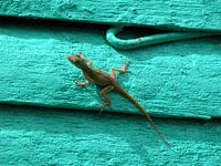 lizard