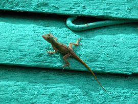 lizard by Victor Belou