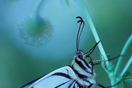 Close up of the Queen by Nienke Castelijns