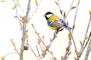 Grande mésange dans le style de Marjolein Bastin (art)