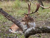mannetjes damhert met groot gewei in het awd van ChrisWillemsen thumbnail