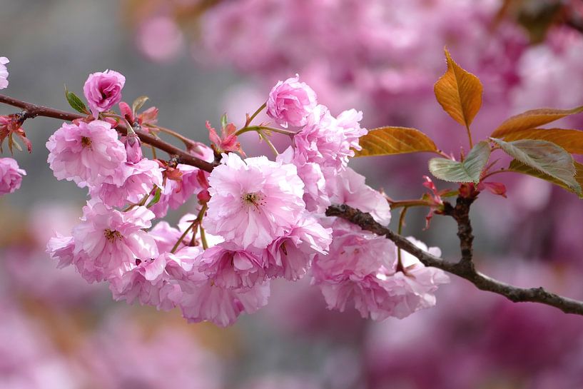 Japanische Kirschblüte von christine b-b müller