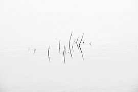 Gras in einem Teich im Winter von Ralf Gosch