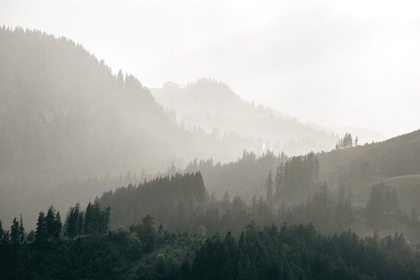 High summer in the Alpine meadow by Sophia Eerden