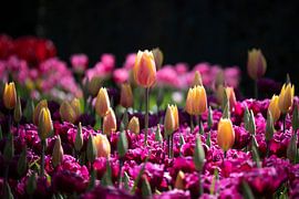 Coloured tulips at Keukenhof by Sjaak Boer