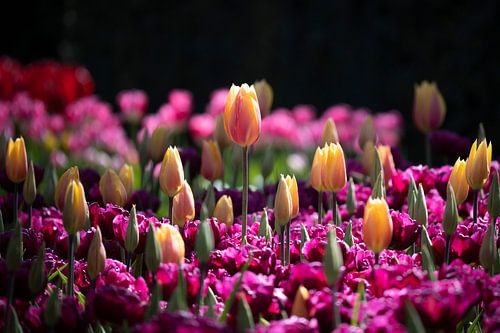 Gekleurde tulpen in de Keukenhof