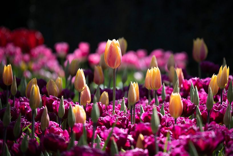 Gekleurde tulpen in de Keukenhof van Sjaak Boer