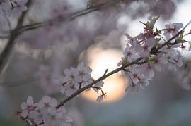 flowers part 274 by Tania Perneel