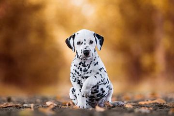 Dalmatiër puppy van Lotte van Alderen
