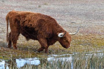 Hooglander met dorst van Shirley Douwstra