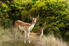 Nahaufnahme von zwei Rehen im Wald von Barbara Merlone