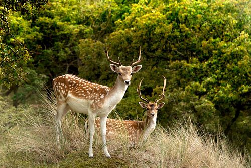 Gros plan de deux cerfs dans la forêt