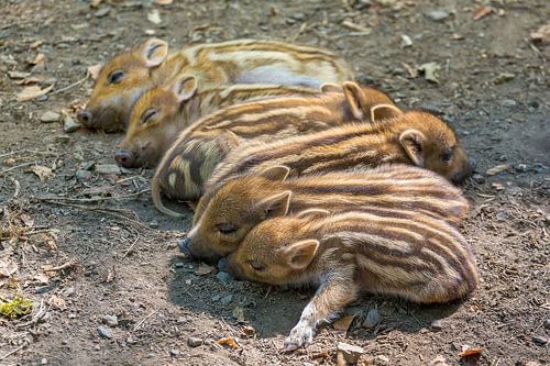 Jonge wilde zwijnen liggen als groep op een rij in natuur