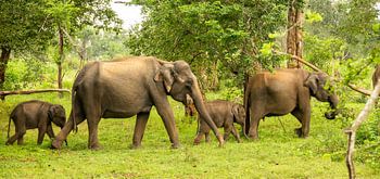 Elephants in formation