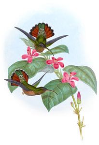 Allied Hermit, John Gould von Hummingbirds