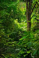 Rainforest