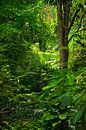 Regenwald von Joran Quinten Miniaturansicht