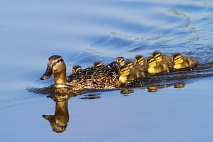 Ente mit Küken
