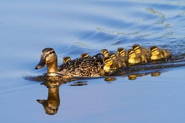 Duck with chicks by Dennis van de Water