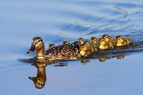 Duck with chicks