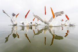 Dalmatian Pelicans (Pelecanus crispus) by Beschermingswerk voor aan uw muur