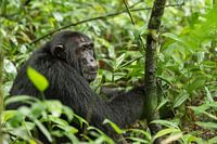 Chimpansee