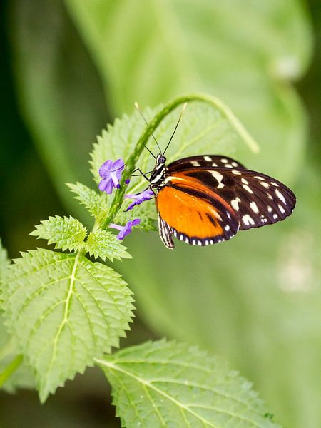Vlinder (oranje) van Marco de Waal