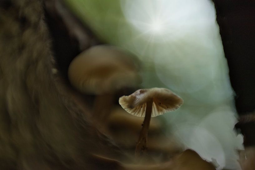 Glowing in the dark by Lydia van Wingerden