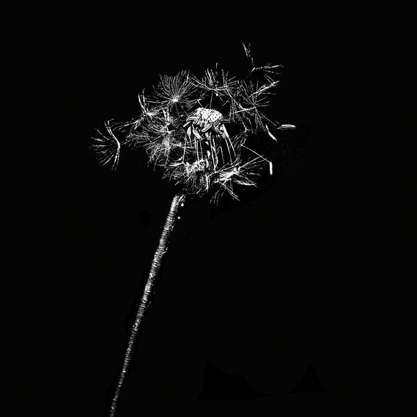 Dandelion by Rosenthal fotografie
