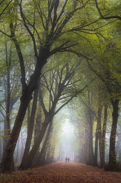 Ochtendwandeling in de mist van Thom Brouwer