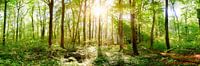 Natürlicher Wald im Frühling