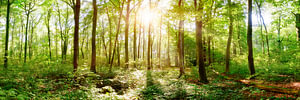 Natürlicher Wald im Frühling