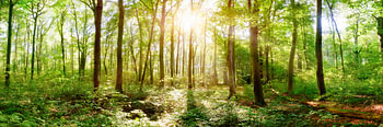 La forêt naturelle au printemps