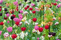 Flower field in the Floriade, the Netherlands von Tamara Witjes Miniaturansicht