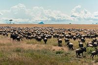 Troupeau de gnous en migration – Serengeti, Tanzanie