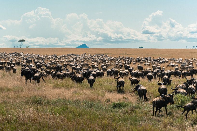 Troupeau de gnous en migration – Serengeti, Tanzanie par RobinV