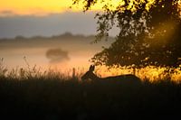 Rehwild