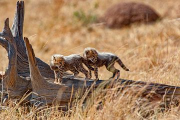 2 cheetah welpen van Peter Michel