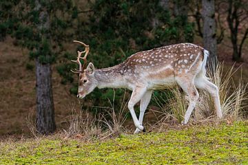 Fallow deer AWD by Merijn Loch