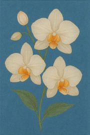 Cream Orchids with Orange Centers on Blue Background by Rudi Pratama