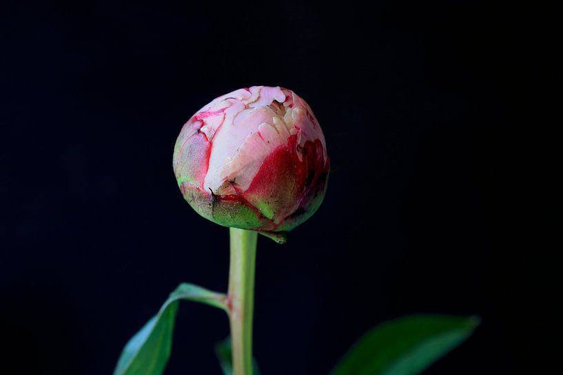 Still life with peony by Thomas Jäger