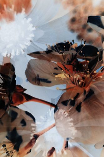 Bloemen dubbelbeeld infrarood macro