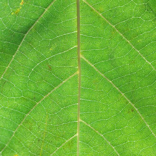 Feuille d'automne